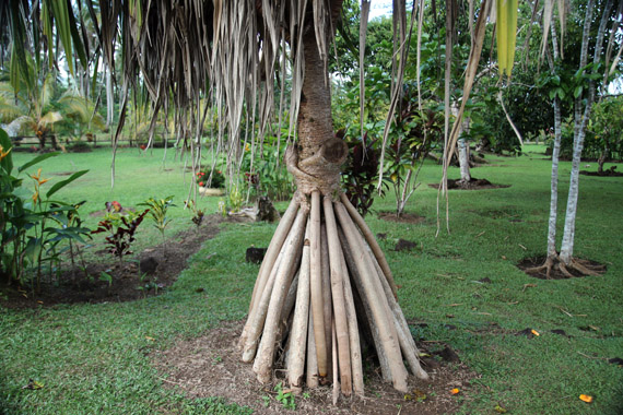 Sposoby na kokosy