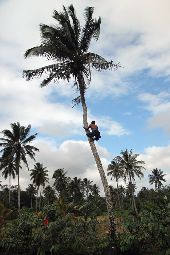 Sposoby na kokosy