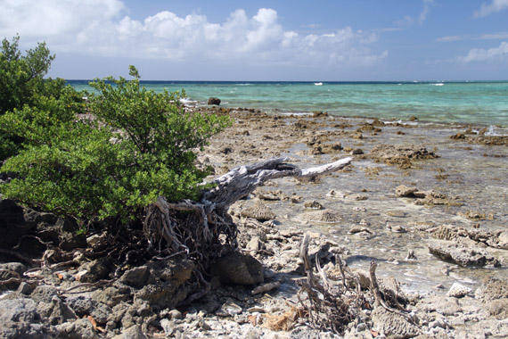 Hakautu'utu'u