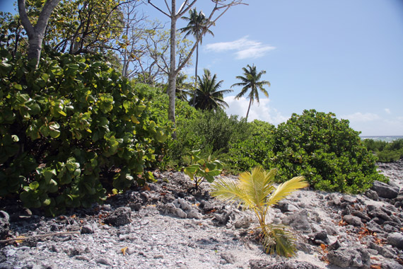 Hakautu'utu'u