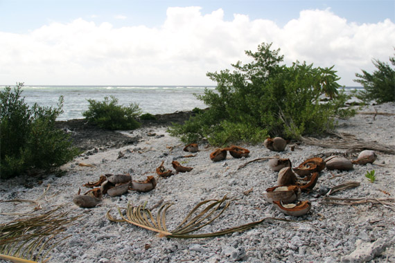 Hakautu'utu'u