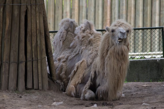 Zamknięte z powodu siły wyższej